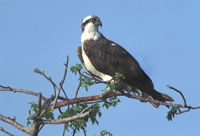 osprey.jpg